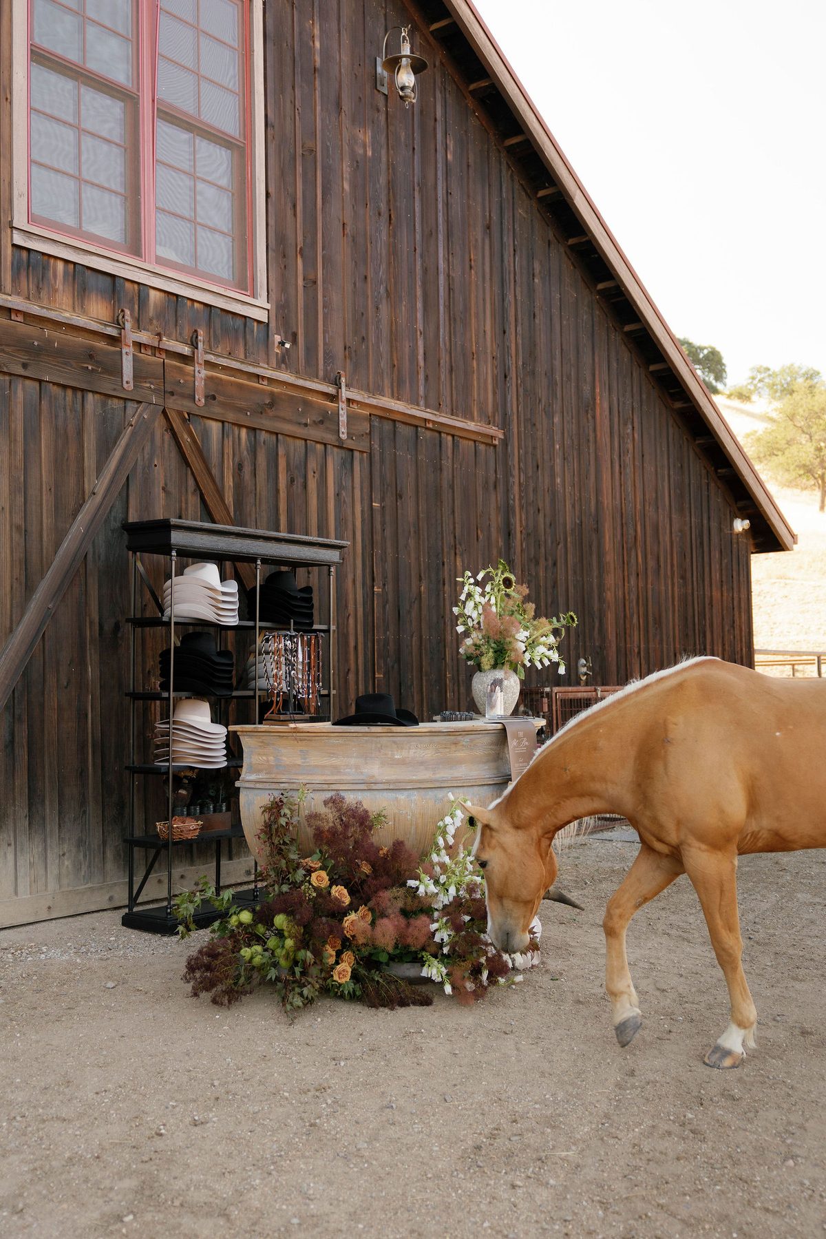 A palomino beside the bar in the barn courtyard