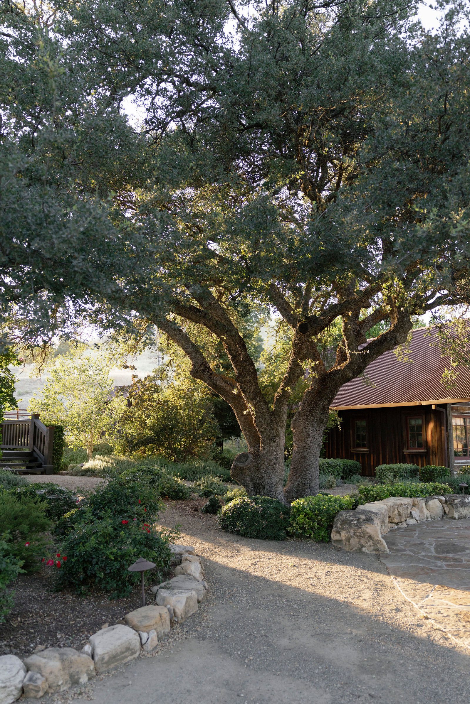 The lodge and gardens beneath a large oak at golden hour